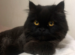 Пропал домашний любимец! Нашедшим - вознаграждение