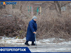 Волжский тонет в спиленных ветках: фото дворов, превратившихся в иссохшие джунгли