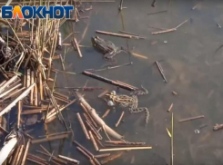 В Волжском запели лягушки - на озере Круглом земноводные устроили концерт: видео