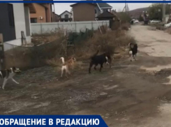 «Собачий террор» - под Волжским люди жалуются на стаи огромных собак