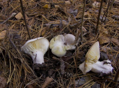 Куда отправиться за грибами в окрестностях Волжского: ТОП мест