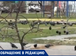 «Хочется, чтобы дочь бегала по травке, а не среди помета»: волжанка бьет тревогу из-за нашествия голубей