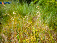 В Волжском вредоносный сорняк захватывает территории и не дает людям полноценно жить