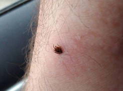 Количество укушенных клещами растёт