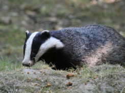  Волжане открывают охотничий сезон
