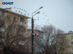 О возможных заморозках предупредили жителей Волжского