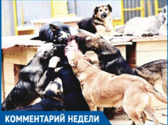 Сомневаюсь, что закон о животных будет работать, - волжанка