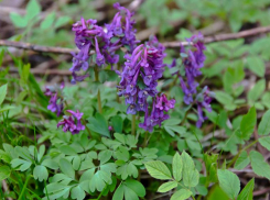 Легенда о петухе: хохлатка зацветет с приходом тепла в Волжском