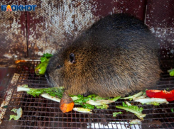 Нутрия - это не только ценный мех: зверек встречается в Волжском