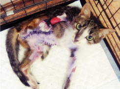 Замёрзшие кошки остаются без лап - водителей Волжского просят быть внимательными