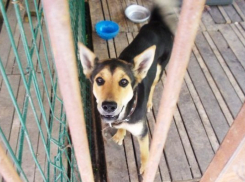 В Волжском дважды выброшенная на улицу собака оказалась под колесами