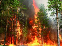 Волгоградцев просят на выходных отказаться от пикников в лесу