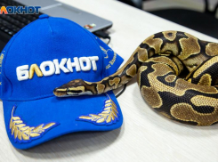 Черную мамбу запретят содержать волжанам дома с сентября