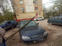 Лобовое стекло и капот легковушки разбило упавшее дерево в Волжском