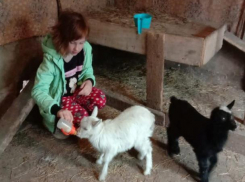 В хорошем хозяйстве и козлы пригодятся