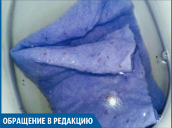 Нашу квартиру атаковали полчища муравьев, - волжанин