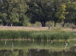 Природный парк «Волго-Ахтубинская пойма» провел экологический праздник