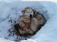 Своры бродячих собак стали настоящей проблемой для жителей и властей Волжского