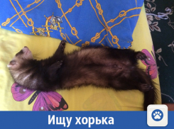 В Волжском ищут ослепшего на один глаз хорька