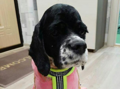 Добрая и ласковая Эми ждет заботливого хозяина