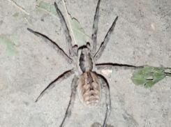 Тарантул на улице города напугал волжан