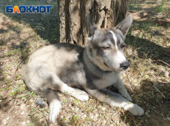 Школьники нашли собаку с поврежденной лапой в Волжском