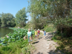 В Волго-Ахтубинской пойме зацвели лотосы