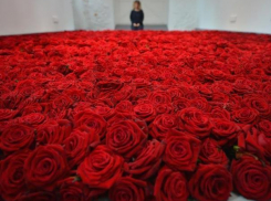 Сто пятьдесят тысяч потратят из городского бюджета на цветы