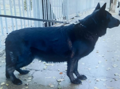 Заслуженного пенсионера с хвостом отдают в Волжском  в добрые руки