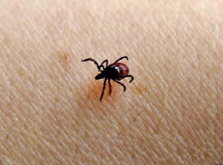 Волжан пытаются защитить от Крымской геморрагической лихорадки