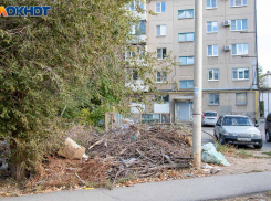 Спиленные ветки вне закона: в Волжском будут наказывать УК за свалки из сухостоя