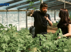 Весенние вызовы и победы. Как фермерское хозяйство «Ягоднич» борется с капризами погоды