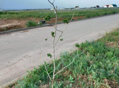 Бурьян не кошен, трубы проложили сами: поселковые власти возложили уход за Аллеей памяти на пенсионера-энтузиаста