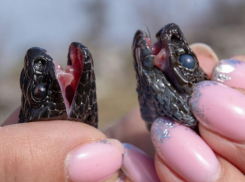 Волжан просят быть осторожными: есть первая жертва укуса гадюки