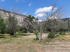 Сухостои создают угрозу детям на площадке в Волжском