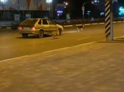 Собак не должно быть в городе - так считают большинство опрошенных волжан