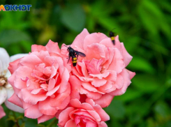 Волжанам рекомендуют закрывать окна