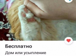 Волжанка выбрала дату смерти своей кошки