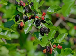 Шелковица созрела в Волжском