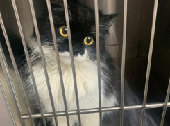 Полугодовая кошка смогла обрести хозяев в Волжском