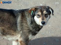 Следователь не усмотрел состава преступления в расстреле чужой домашней собаки в Волжском