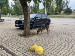 В Волжском боятся за своих детей: бездомных собак подкармливают около школы