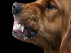 В регионе зафиксировали случаи бешенства среди домашних животных