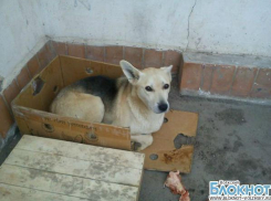 В Волжском Хатико неделю ждал умершего хозяина на месте его смерти