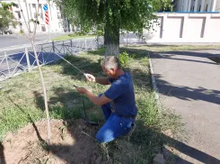 В Волжском выявили ненадлежащий полив зеленых насаждений