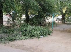 После публикации в «Блокнот Волжский» во дворе выпилили сухие ветки