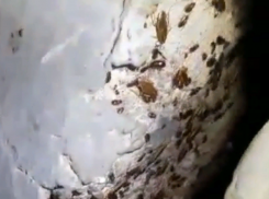 Полчища тараканов заполнили многоквартирный дом в Волжском: видео