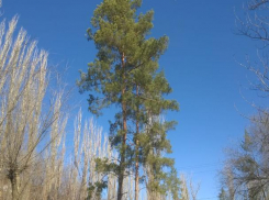 До + 13 градусов и порывистый ветер пообещали волжанам во вторник