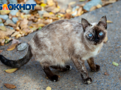 В день сиамских кошек небо будет серым: прогноз погоды в Волжском