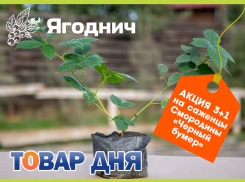 Товар дня! 3+1 на саженцы смородины в «Ягодниче»